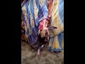 معجزة ديك يصرخ الله أثناء ذبحه سبحانك يا الله 