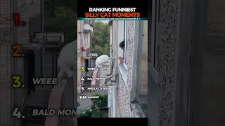 Ranking Funniest Silly Cat Moments