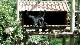 Monkey Business...