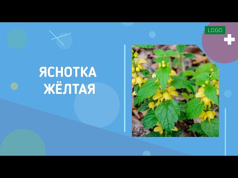 Яснотка желтая от