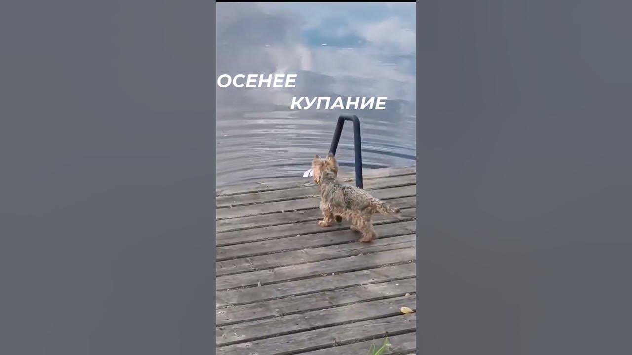 Купаться в осени