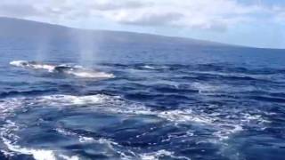 Maui whale encounter from Westin hotel 1 mile offshore 2016