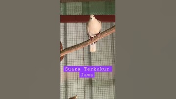 Tekukur Jawa