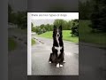 Hay dos tipos de perros
