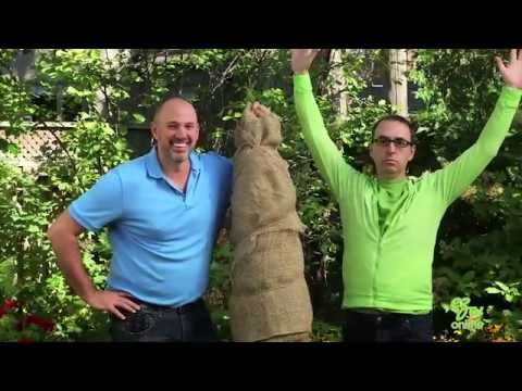 How To Protect And Wrap Your Trees For Winter