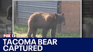 Black bear captured in Tacoma after several sightings | FOX 13 Seattle
