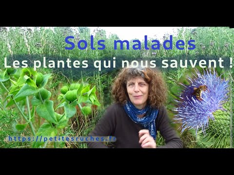 Vidéo: Ceux Qui Vivent Dans La Forêt De Cèdres Ne Tombent Jamais Malades De La Grippe! - Vue Alternative