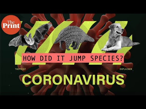 Sandhya Ramesh explains how Coronavirus jumped from bats to humans via pangolins