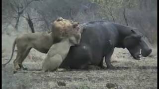 Самое удивительное дикое животное нападет Лев vs Бегемот настоящий бой, буйвол против носорога леген