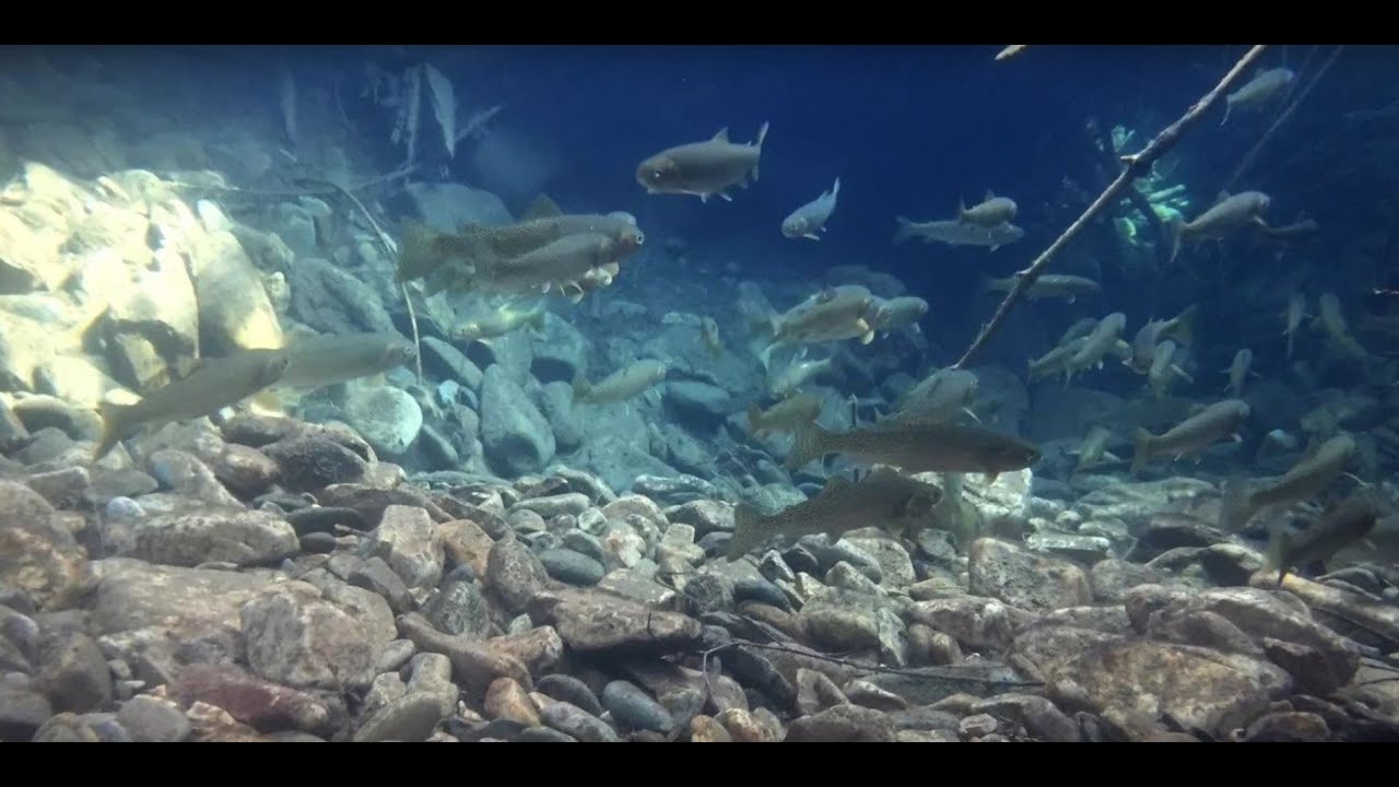 Idaho Forest Group - Prichard Creek