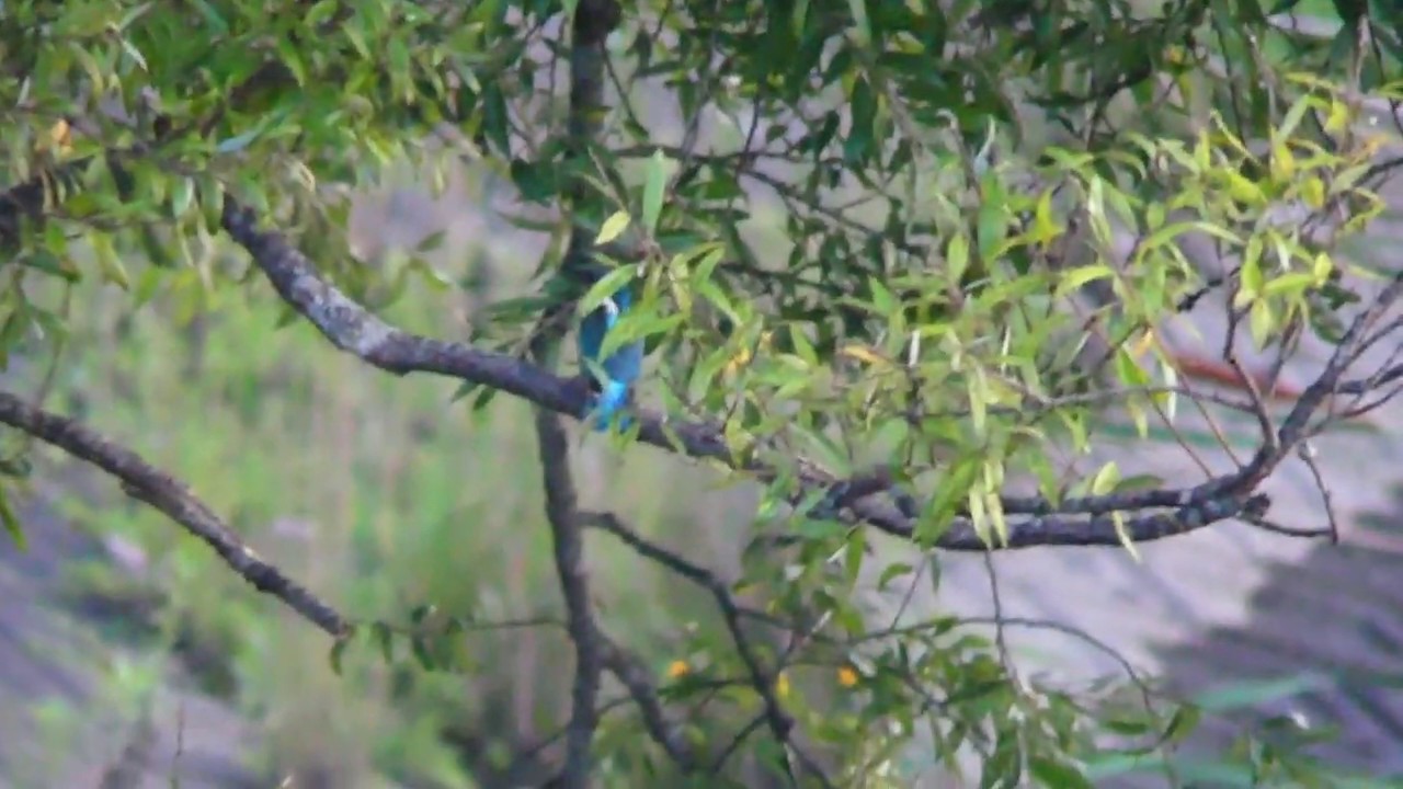 Eurasian Kingfisher Flying around a Pond at Nightfall 