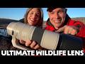 Why The Canon 200 800mm Is The BEST Lens For WILDLIFE Photography Why The Canon 200 800mm Is The BEST Lens For WILDLIFE Photography