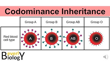 Codominance Genetic Inheritance (story based)