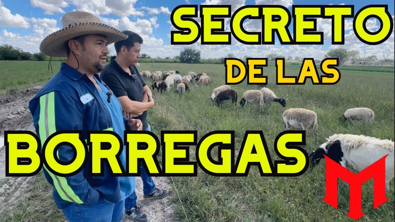 El secreto de las BORREGAS como negocio 🐑💰 (desde Zacatecas)