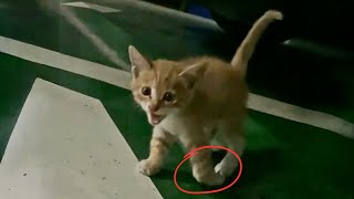 The kitten, hurt in a car accident and abandoned in a parking lot, was found crying loudly by Animal Care Haven 63,239 views 3 months ago 8 minutes, 54 seconds