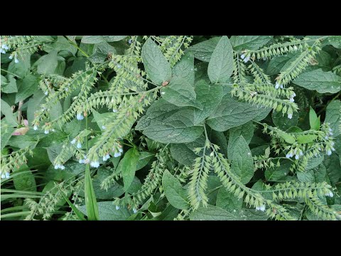 Видео: Подкормка для растений с окопником – Использование окопника в качестве удобрения