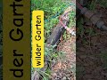 wilder Garten, wie und mit welchem Aufwand halte ich den Wildwuchs in Grenzen?