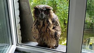Owl cleans its facein the basin. Eagle-Owl Yoll's bathing procedure.