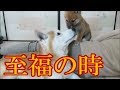 飼い主の背中でくつろぐ柴犬まめとちゃめ