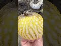 Close-Up of a Pufferfish Inflating Like a Balloon – Amazing Nature!