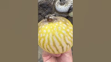 Close-Up of a Pufferfish Inflating Like a Balloon – Amazing Nature!
