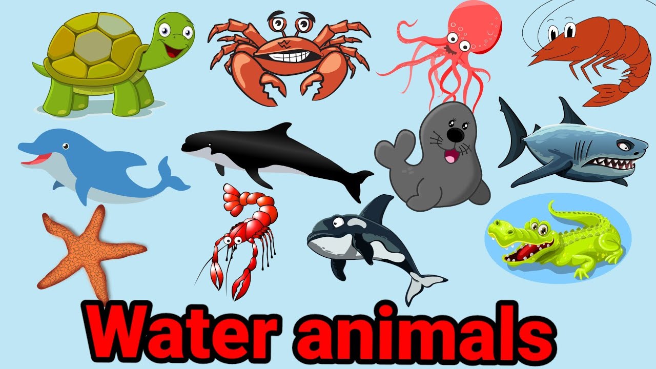 water animals name, water animals ,sea animals name in english YouTube