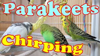 10 Hr Songs of Parakeet Budgie Birds, Listen to Nature Bird Songs, Meditation to Reduce Stress