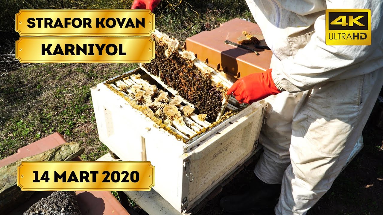 Strafor Kovan | Stroplast | Bahar Bakımı | Karniyol Arı |  2019 f1 perna | 4K