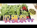 【家庭菜園】大切なご報告があります。