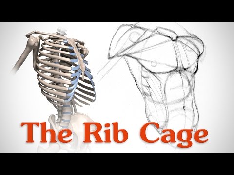 anatomy-of-the-rib-cage---for-artists