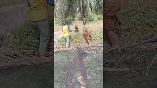 Two People Pull Struggling Calf From Deep Mud