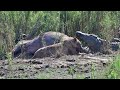 Lioness and Crocodiles while having breakfast at Lower Sabie