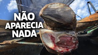 Esse Boi Mancava Muito, Mas o Casco Parecia Normal