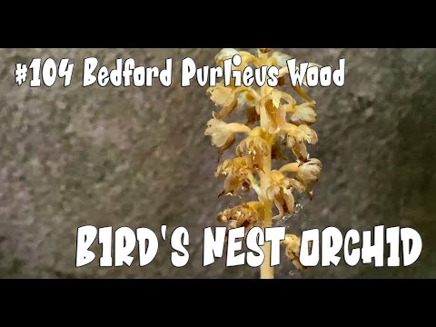 Video: Bird's Nest Orchid Wildflowers. Իմացեք Bird's Nest խոլորձի աճեցման պայմանների մասին