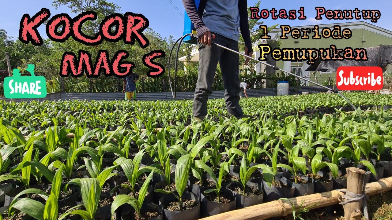 Rotasi Penutup 1 Periode Pemupukan || Kocor dan Semprot MagS