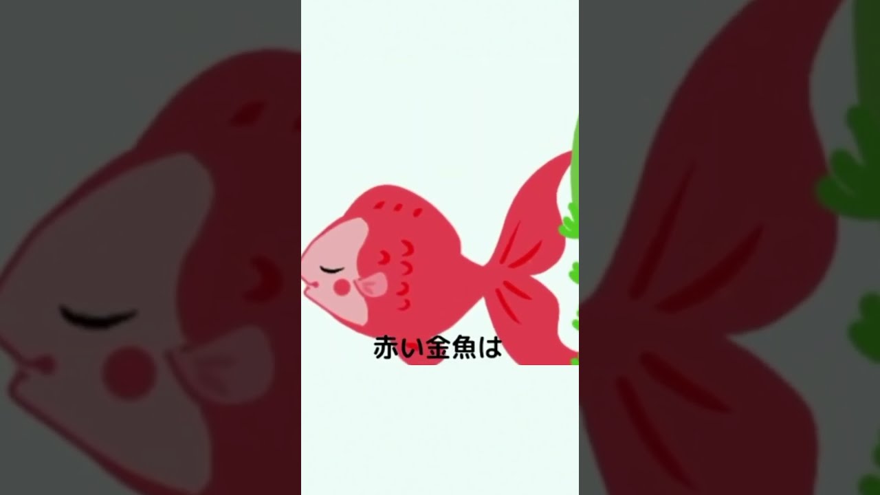 赤いべべ着た　可愛い金魚のようなトップス ショーベタ専門店 よこはま金魚HM レッドギャラクシーa9374