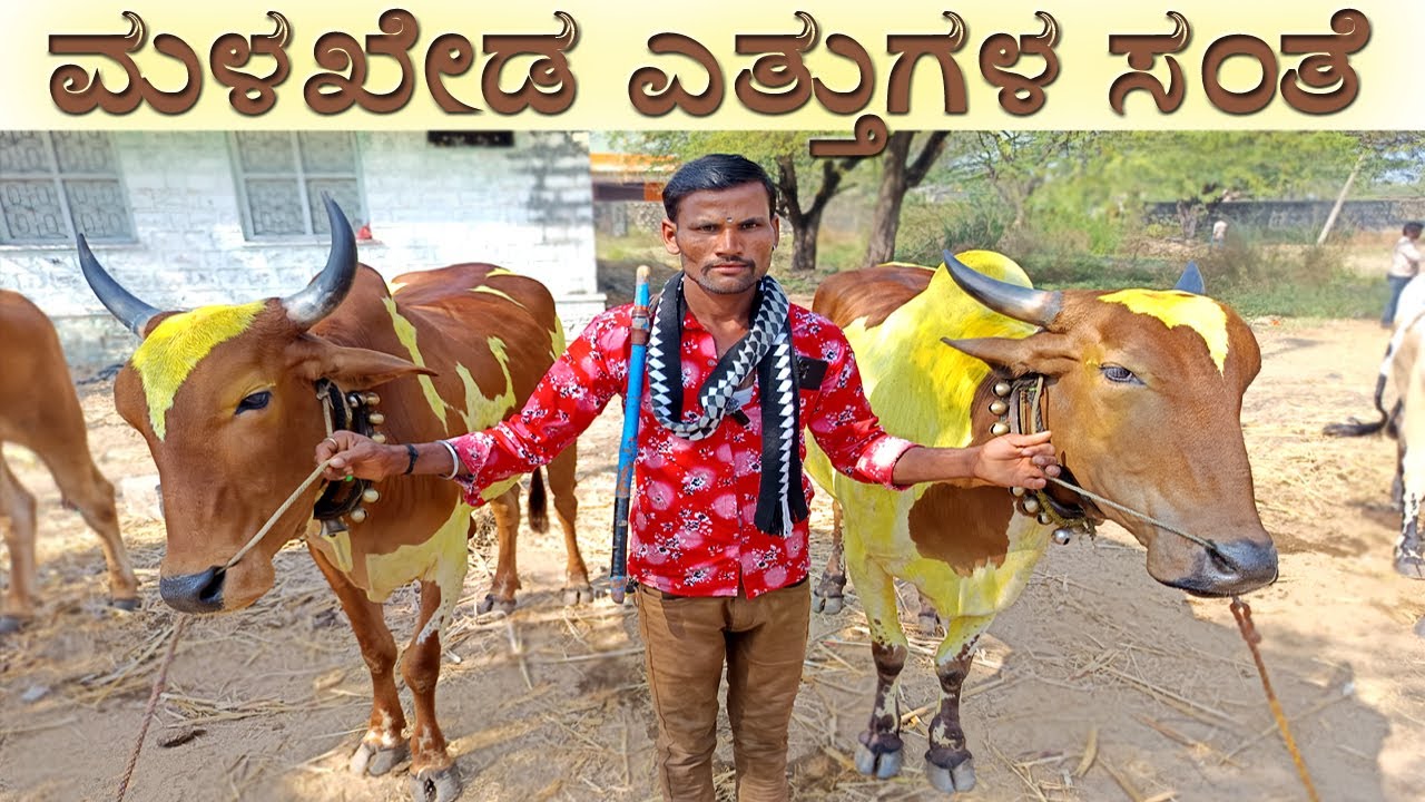 23-12-2025 Malkhed Ox Market | Cattle Market | Bullocks Market | Oxen Market