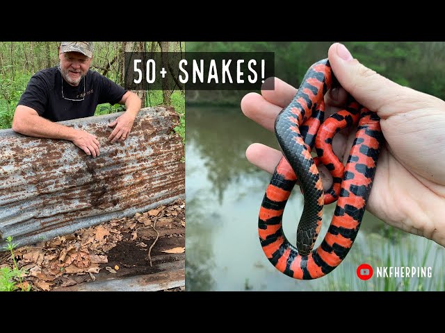 Hunter - Snake