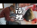 【珍食】扱う魚は全て生きてる！安曇野の生きの良い鯉の洗いを出すお店「丸山鯉屋」