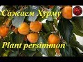 Хурма Бычье Сердце посадка 2019г климат.зона 5А / Persimmon Bull Heart landing 2019g climate.zone 5A