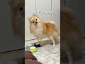 まだ信じている犬🐶