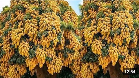 Technique Grafting Mango From Cutting And Get Growing Roots In Aloe Vera, #sunilkesariyatech