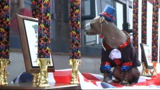 Mugly is crowned the world's ugliest dog