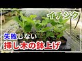 【イチジク】挿し木の鉢上げと、購入した苗の植え替え方法