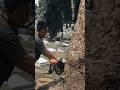 Woodworking project biggest tree feeling Techniques #shorts #treecutting #chainsaw