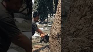 Woodworking project biggest tree feeling Techniques #shorts #treecutting #chainsaw