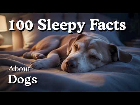 The Most Relaxing Facts About Dogs To Fall Asleep To