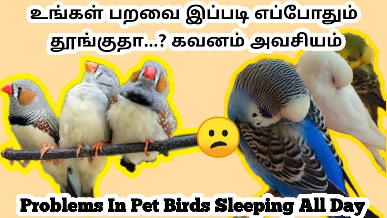 Why Pet Birds Sleeping Always ..? || Problems and Remedies For Birds Sleeping On Day Time
