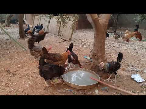 يسعد صباحكم