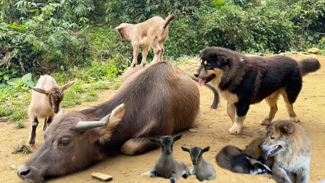 Умная собака помогла мужчине найти трех коз, заблудившихся в лесу.